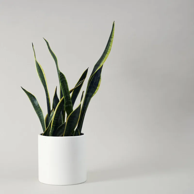 Potted Plant